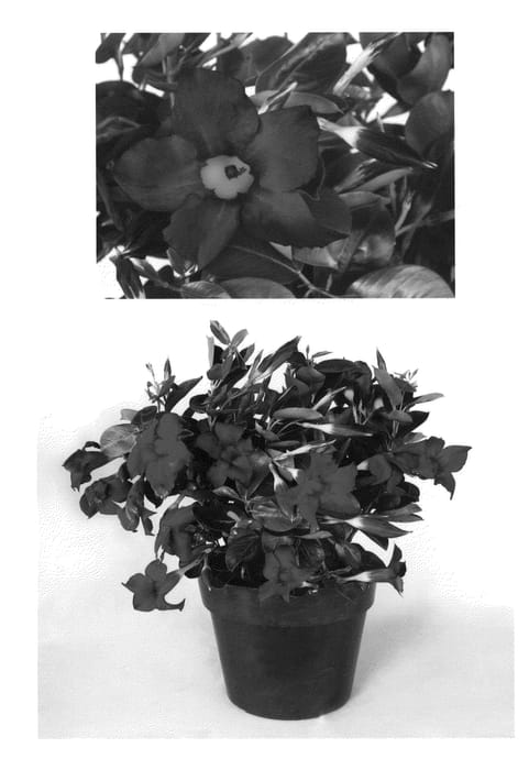 Figure 1 of US plant patent PP24175, the photograph of Gina printed in the patent.
