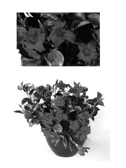 Figure 1 of US plant patent PP24176, the photograph of Rita printed in the patent.