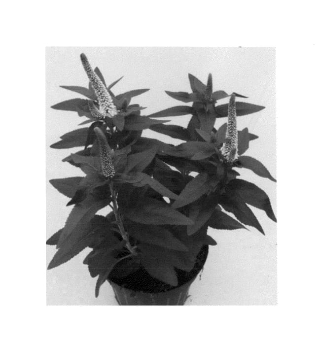 Figure 1 of US plant patent PP24177, the photograph of Agriverowhi printed in the patent.