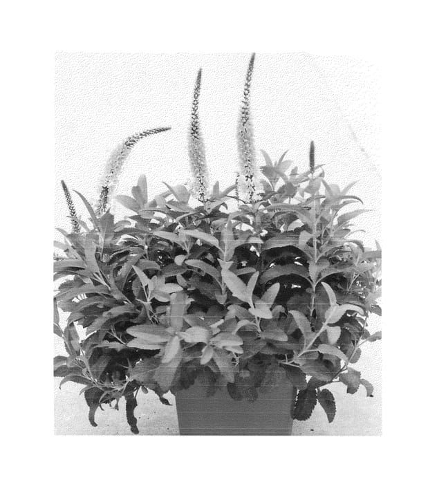 Figure 1 of US plant patent PP24178, the photograph of Agriveropink printed in the patent.
