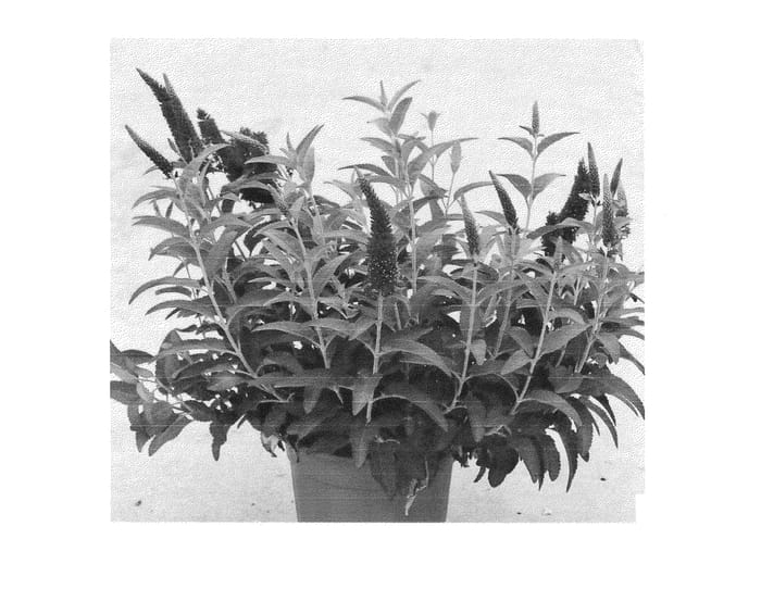 Figure 1 of US plant patent PP24179, the photograph of Agriverodablu printed in the patent.
