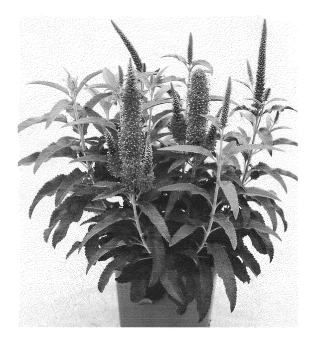 Figure 1 of US plant patent PP24180, the photograph of Agriveroblue printed in the patent.