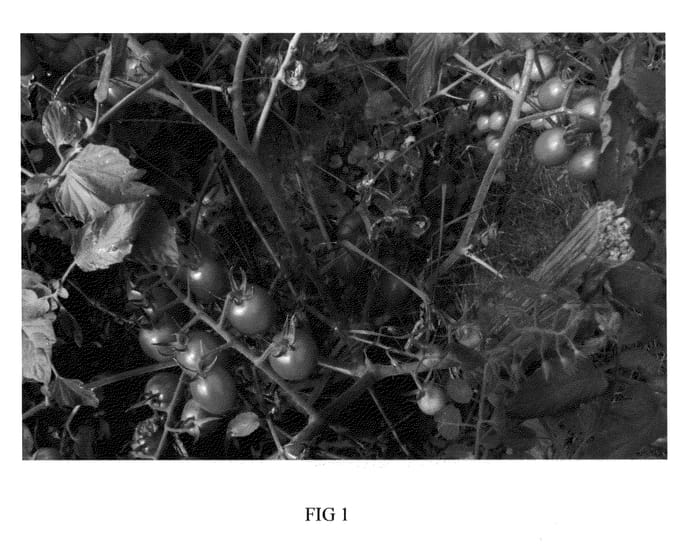Figure 1 of US plant patent PP24181, the photograph of Esas printed in the patent.