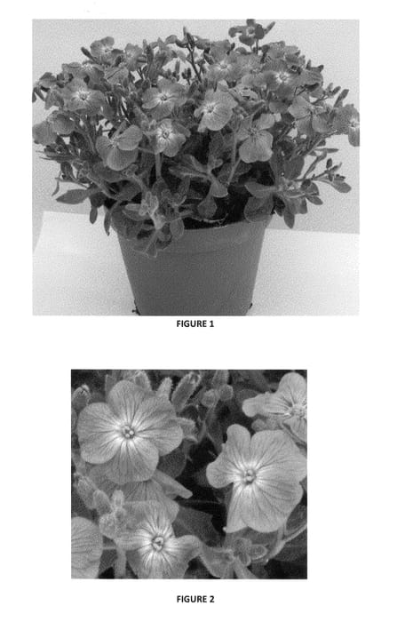Figure 1 of US plant patent PP24182, the photograph of ABRZ0002 printed in the patent.