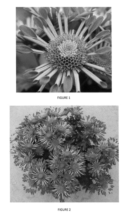 Figure 1 of US plant patent PP24183, the photograph of CIDZ0033 printed in the patent.