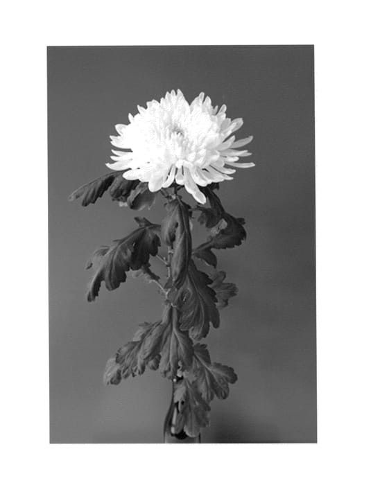 Figure 1 of US plant patent PP24184, the photograph of Dekyazoo printed in the patent.