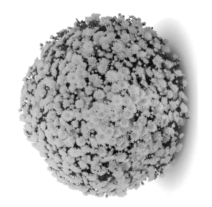 Figure 1 of US plant patent PP24185, the photograph of Matador Yellow printed in the patent.
