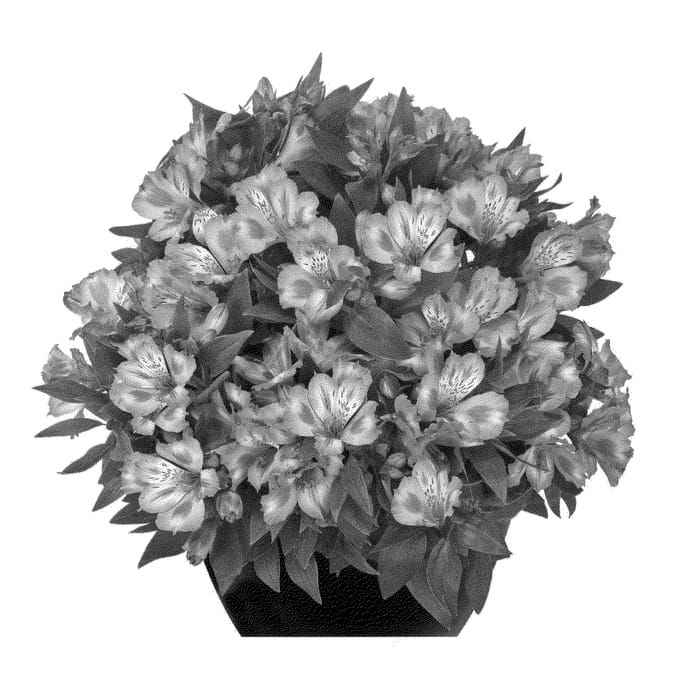 Figure 1 of US plant patent PP24186, the photograph of Tesima printed in the patent.