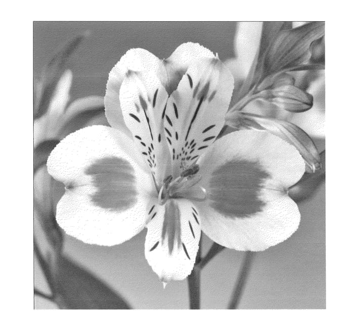 Figure 1 of US plant patent PP24187, the photograph of Zalsasyl printed in the patent.