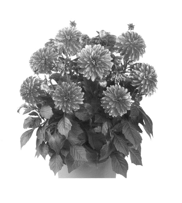 Figure 1 of US plant patent PP24188, the photograph of Fidahhypchepi printed in the patent.