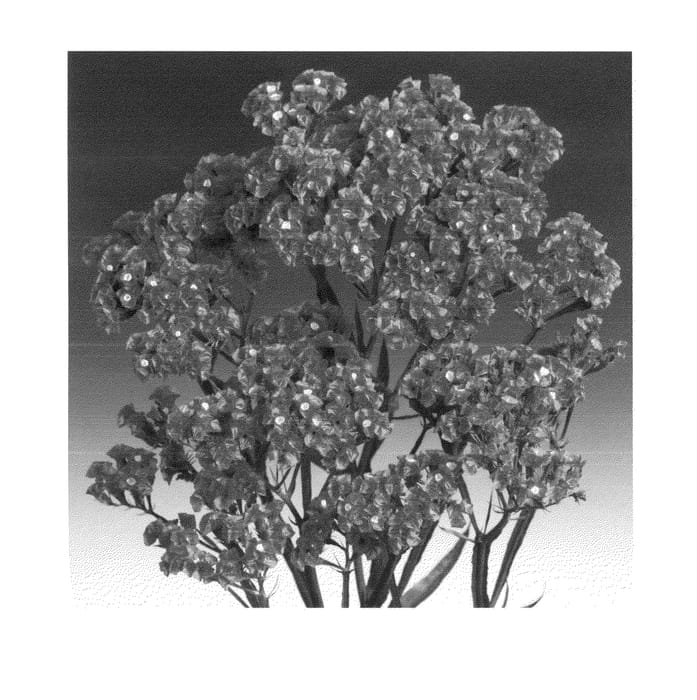 Figure 1 of US plant patent PP24189, the photograph of Zalimclou printed in the patent.