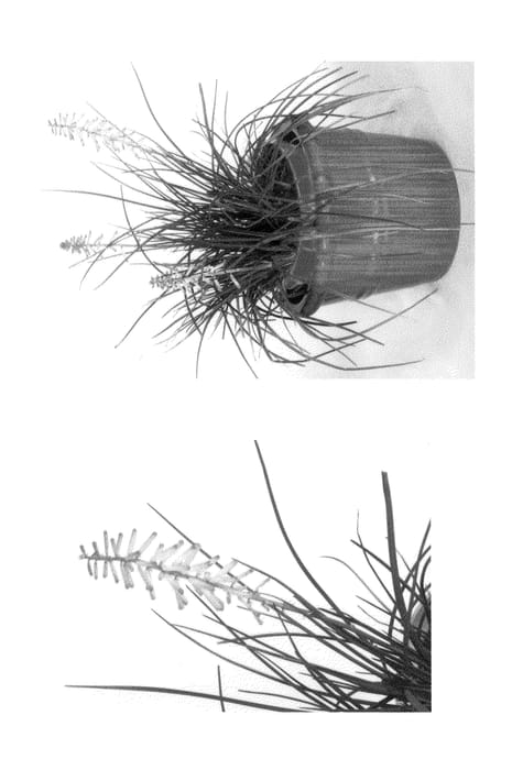 Figure 1 of US plant patent PP24190, the photograph of KNI610 printed in the patent.