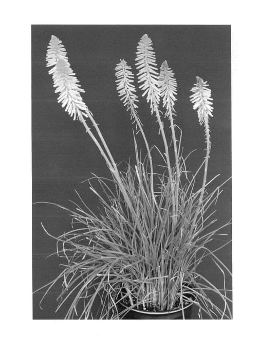 Figure 1 of US plant patent PP24191, the photograph of KNI609 printed in the patent.