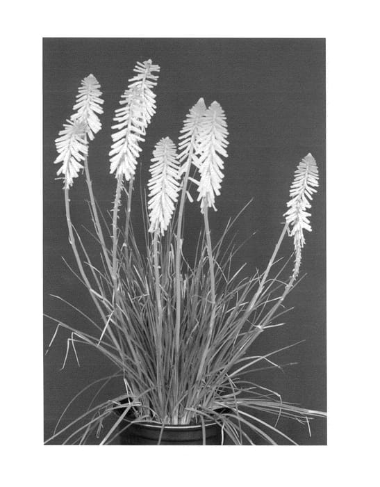 Figure 1 of US plant patent PP24192, the photograph of KNI606 printed in the patent.