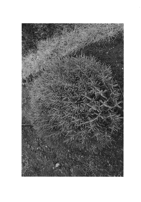 Figure 1 of US plant patent PP24193, the photograph of Niko printed in the patent.