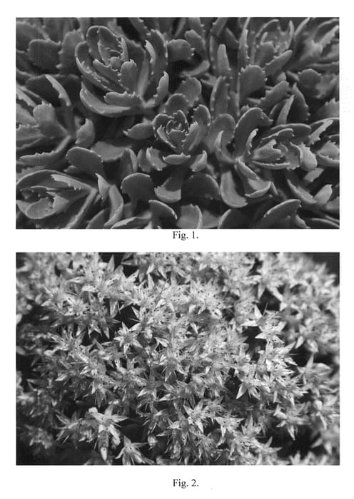 Figure 1 of US plant patent PP24194, the photograph of Pure Joy printed in the patent.
