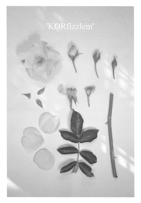Figure 1 of US plant patent PP24195, the photograph of KORfizzlem printed in the patent.