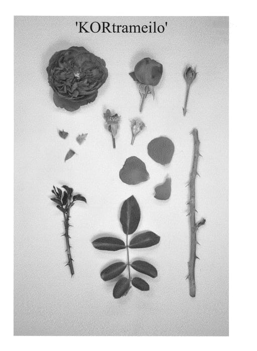 Figure 1 of US plant patent PP24196, the photograph of KORtrameilo printed in the patent.