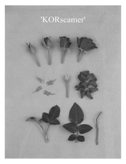 Figure 1 of US plant patent PP24197, the photograph of KORscamer printed in the patent.