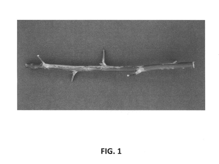 Figure 1 of US plant patent PP24198, the photograph of Vintage printed in the patent.