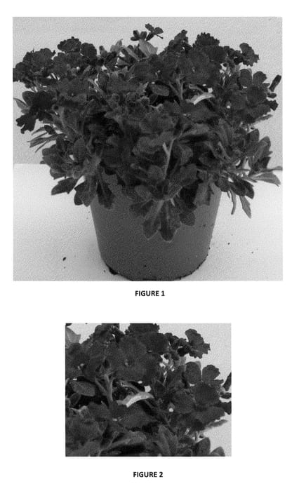 Figure 1 of US plant patent PP24199, the photograph of ABRZ0001 printed in the patent.