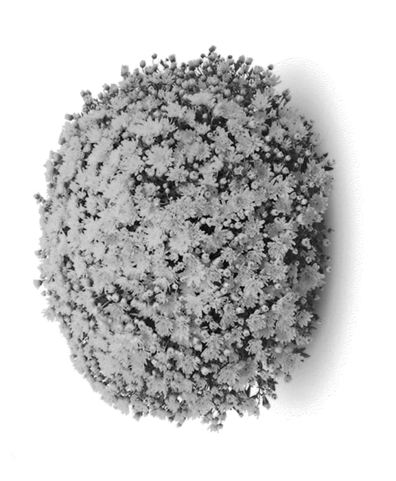 Figure 1 of US plant patent PP24200, the photograph of Conella Yellow printed in the patent.