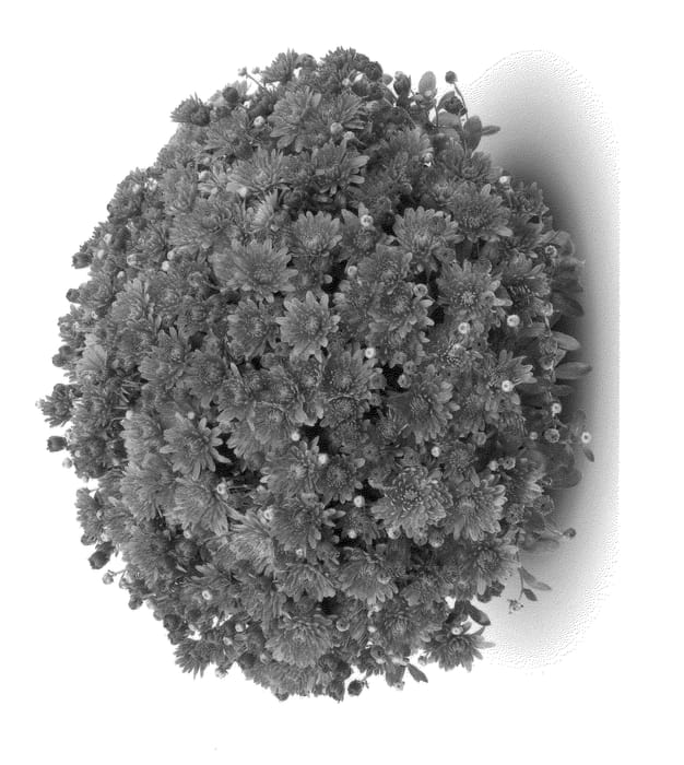 Figure 1 of US plant patent PP24201, the photograph of Amiko Bronze printed in the patent.