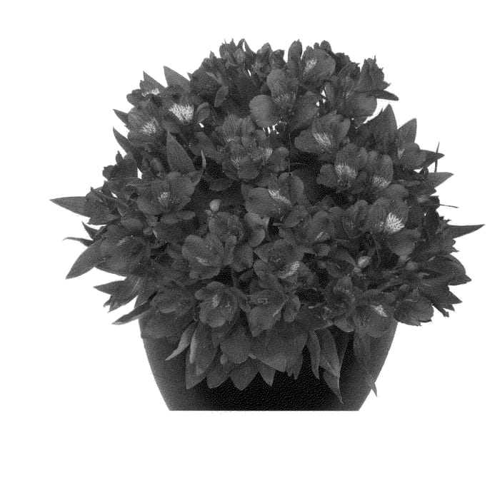 Figure 1 of US plant patent PP24202, the photograph of Tesdoba printed in the patent.
