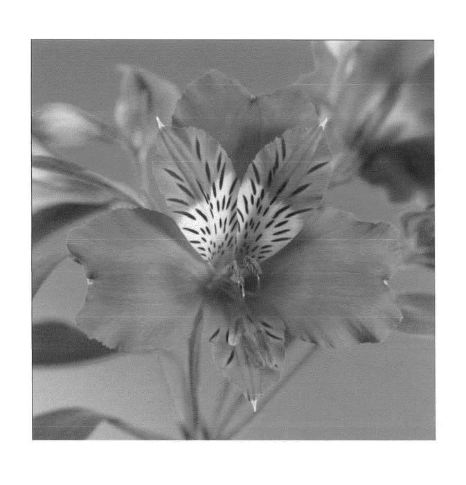 Figure 1 of US plant patent PP24203, the photograph of Zalsareno printed in the patent.
