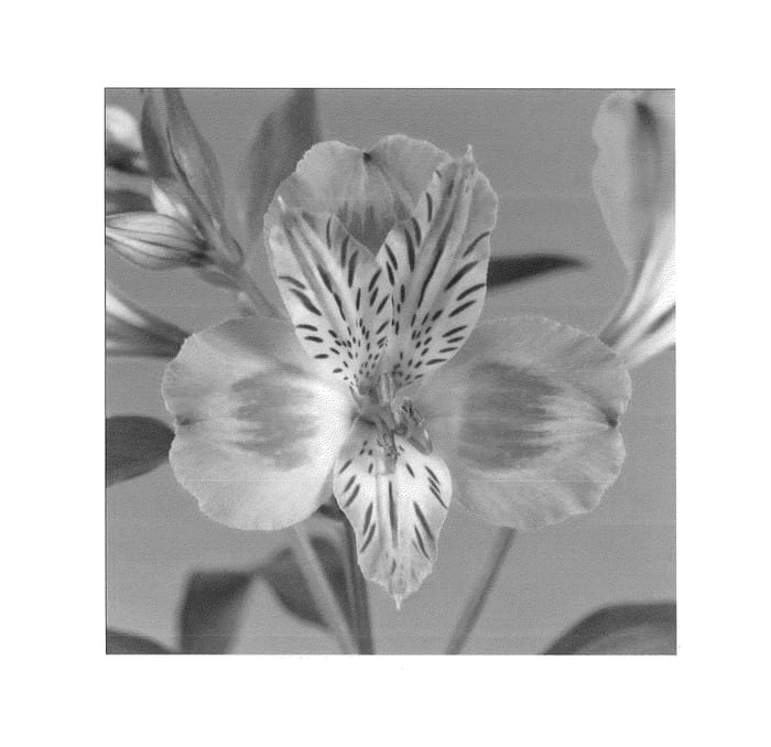 Figure 1 of US plant patent PP24204, the photograph of Zalsalyna printed in the patent.