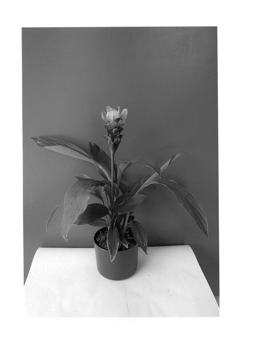 Figure 1 of US plant patent PP24205, the photograph of Curchocro printed in the patent.