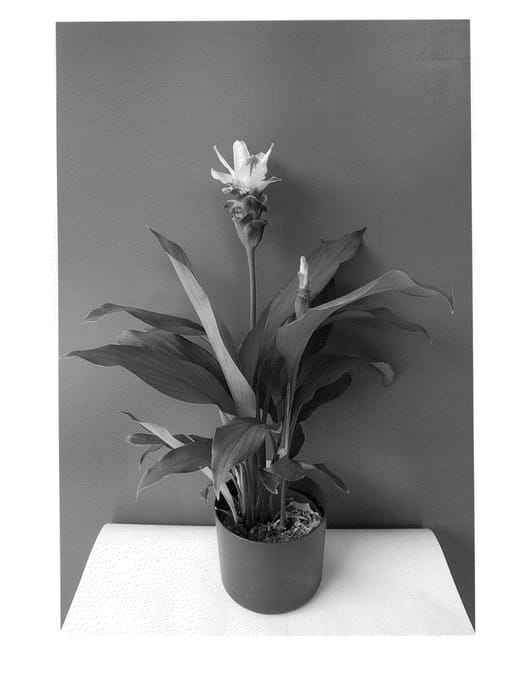 Figure 1 of US plant patent PP24206, the photograph of Curchocwi printed in the patent.