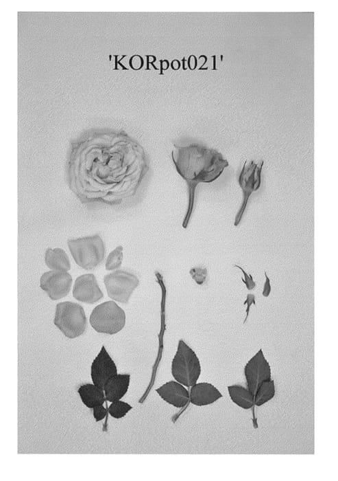 Figure 1 of US plant patent PP24207, the photograph of KORpot021 printed in the patent.