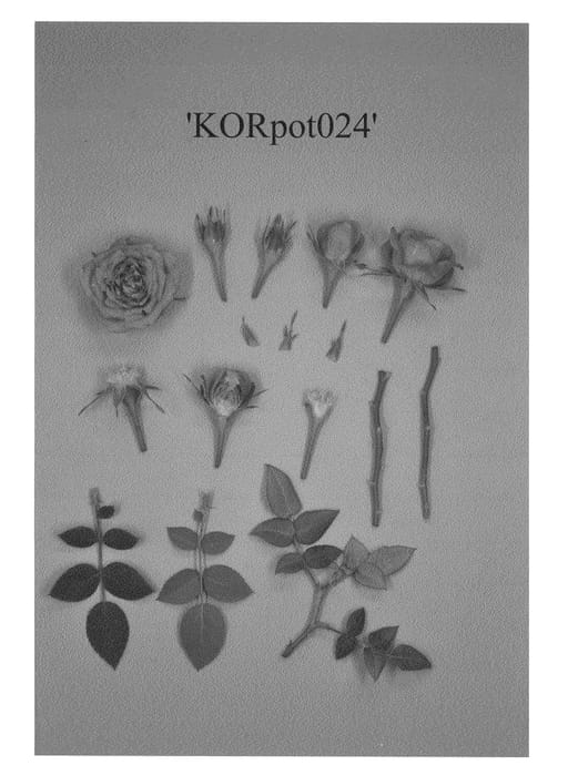 Figure 1 of US plant patent PP24208, the photograph of KORpot024 printed in the patent.
