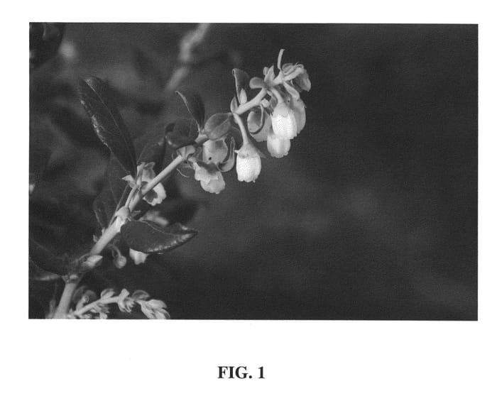 Figure 1 of US plant patent PP24209, the photograph of Perpetua printed in the patent.