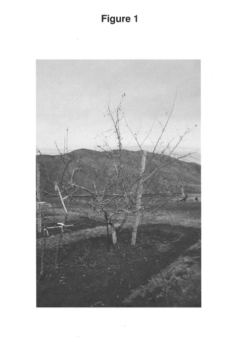 Figure 1 of US plant patent PP24210, the photograph of WA 38 printed in the patent.