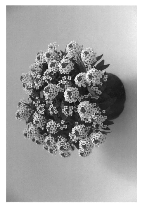 Figure 1 of US plant patent PP24211, the photograph of Inlbusnowhi printed in the patent.