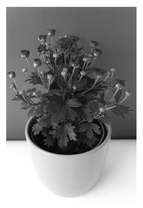 Figure 1 of US plant patent PP24212, the photograph of Bkgardpu printed in the patent.