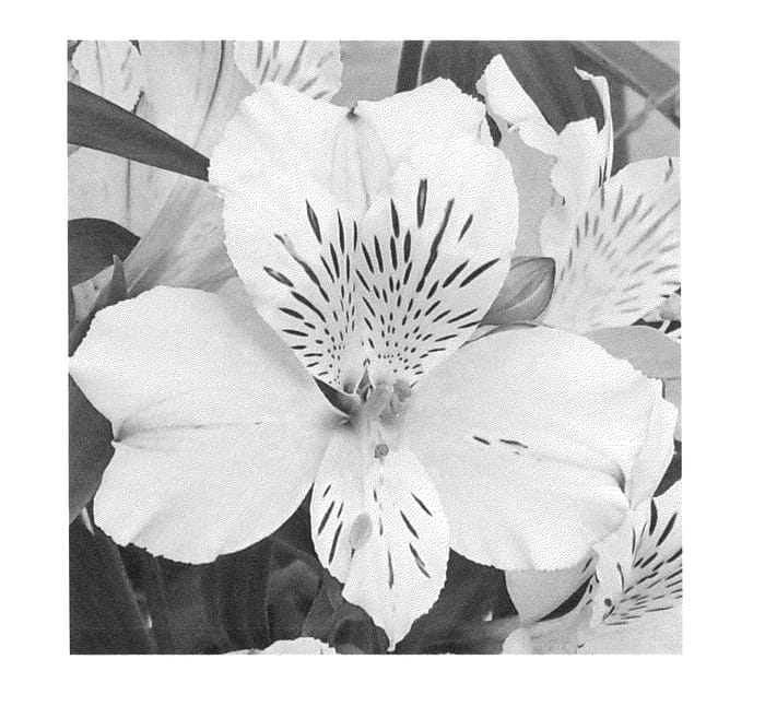 Figure 1 of US plant patent PP24213, the photograph of Zalsasno printed in the patent.