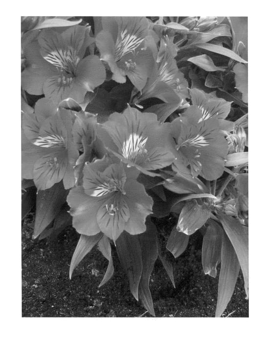 Figure 1 of US plant patent PP24214, the photograph of Zaprikate printed in the patent.