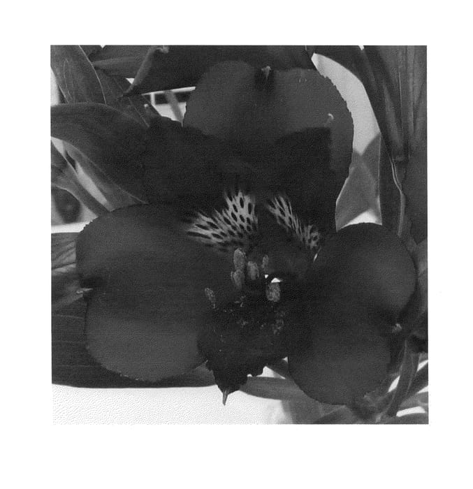 Figure 1 of US plant patent PP24215, the photograph of Zalsafruz printed in the patent.