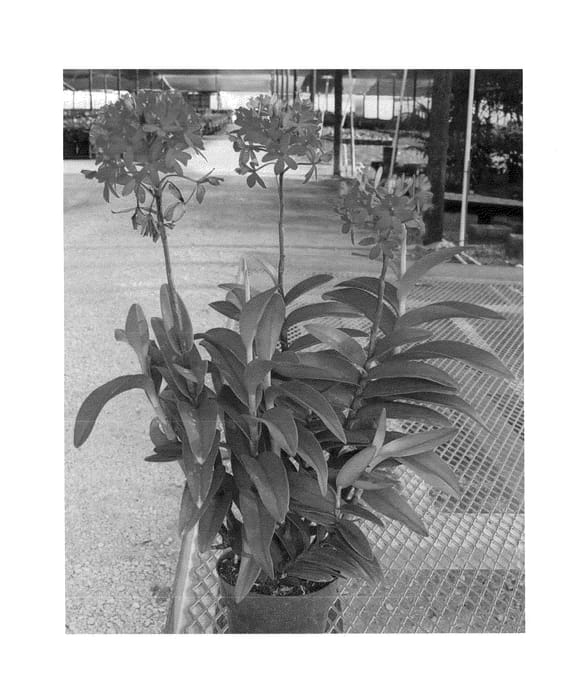 Figure 1 of US plant patent PP24216, the photograph of Big Red printed in the patent.