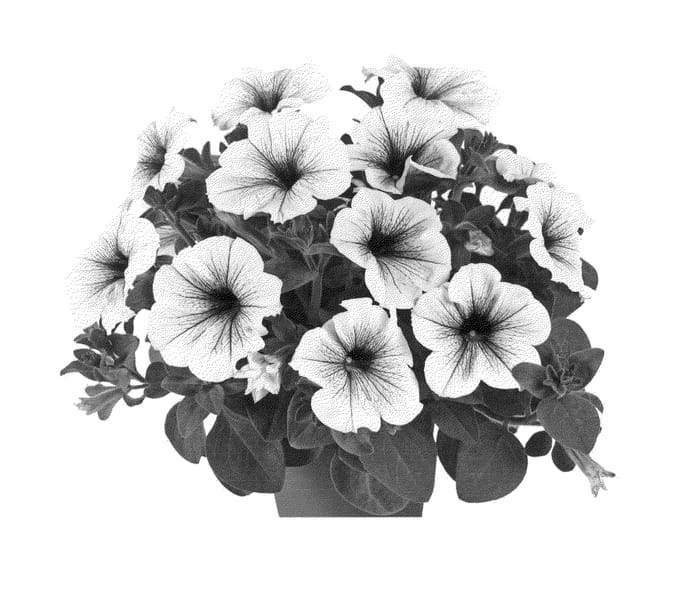 Figure 1 of US plant patent PP24217, the photograph of Fipetsilvein printed in the patent.
