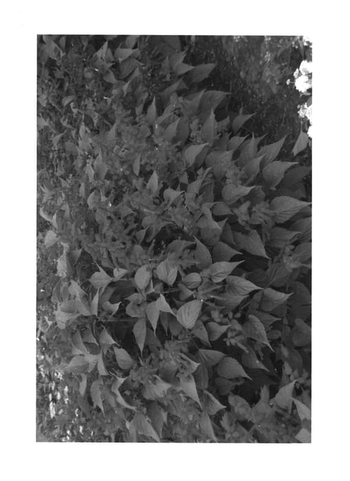 Figure 1 of US plant patent PP24218, the photograph of S1013-3 printed in the patent.