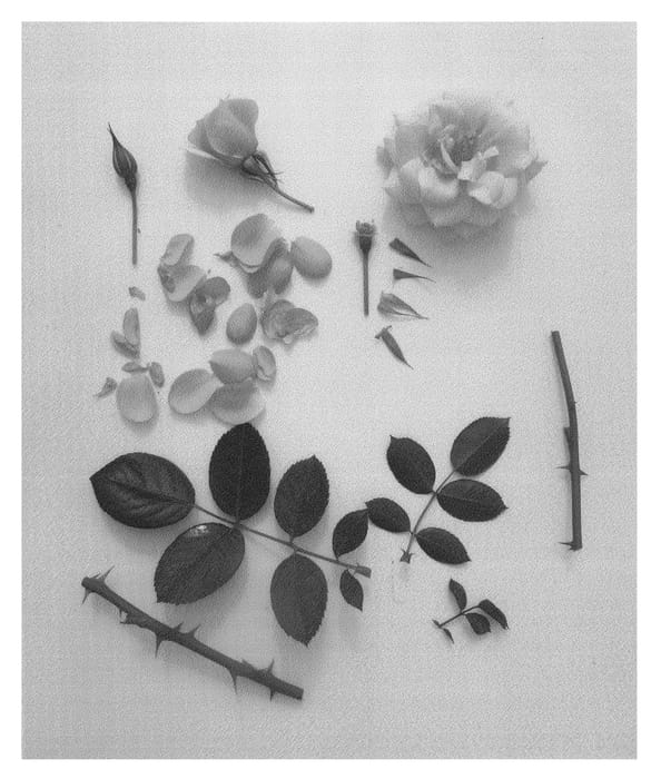 Figure 1 of US plant patent PP24219, the photograph of Poulcy024 printed in the patent.
