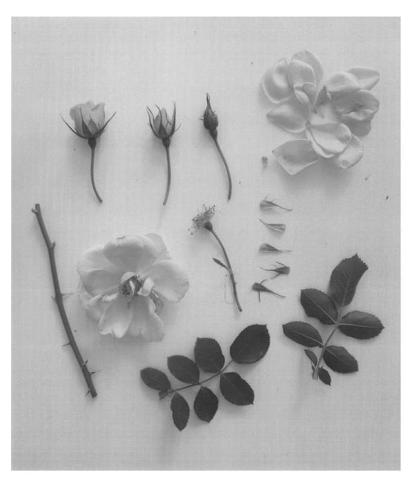 Figure 1 of US plant patent PP24220, the photograph of Poulcy026 printed in the patent.