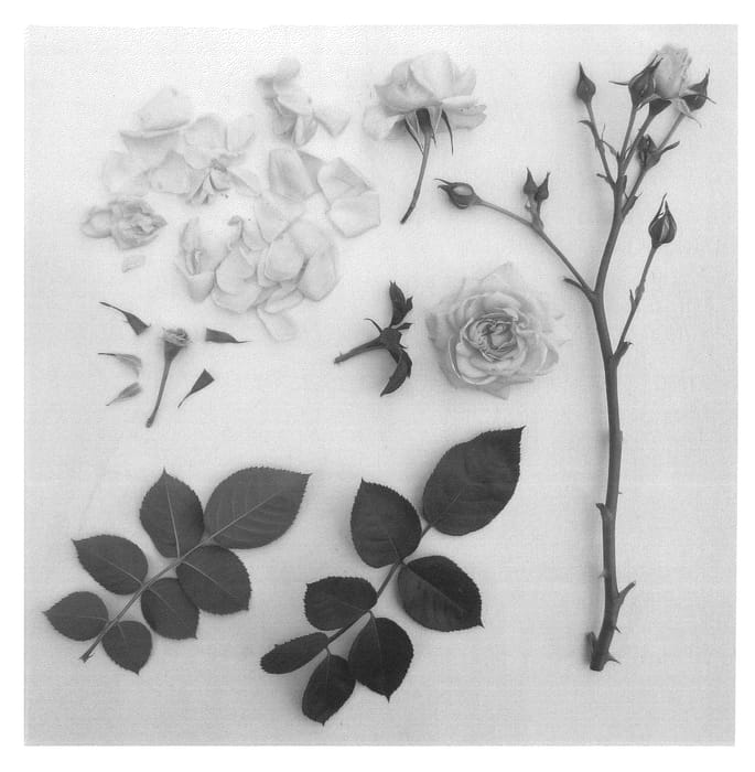 Figure 1 of US plant patent PP24221, the photograph of Poulcy013 printed in the patent.
