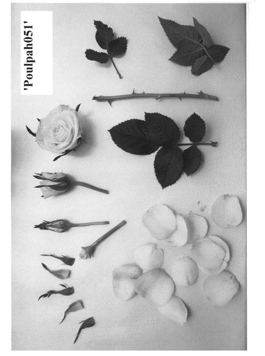 Figure 1 of US plant patent PP24222, the photograph of Poulpah051 printed in the patent.