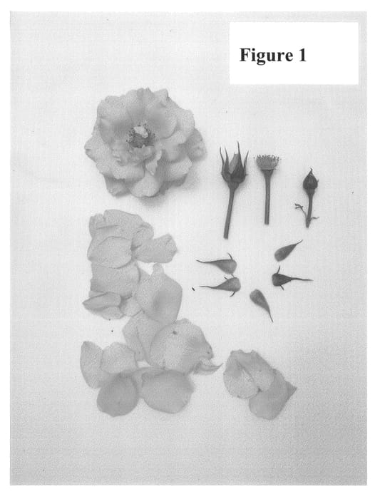 Figure 1 of US plant patent PP24223, the photograph of Poulnap003 printed in the patent.