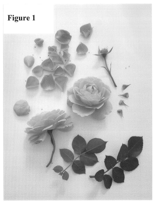 Figure 1 of US plant patent PP24224, the photograph of Poulpal049 printed in the patent.